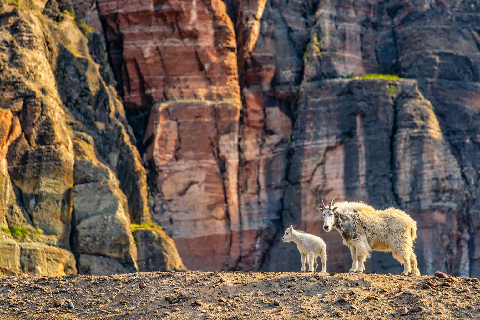 Mountain goats standing on a narrow rocky ledge beneath towering layered cliffs.