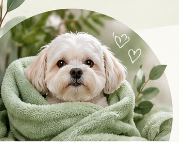 Small white dog resting peacefully with a grooming towel